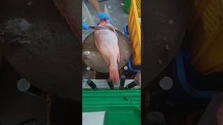 Red snapper fillet fypシ゚viral fishfillet cuttingskils [upl. by Alyse]