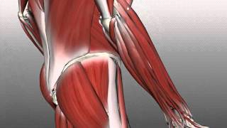 Forearm Muscles Part 2  Posterior Extensor Compartment  Anatomy Tutorial [upl. by Auqinet]