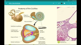 Neurofisiologia  lezione 7 sistema uditivo organo del Corti [upl. by Hilbert]