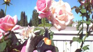 How to Deadhead Roses [upl. by Egin]