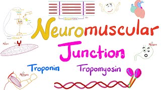 Troponin Tropomyosin TTubules Sarcoplasmic Reticulum and the Neuromuscular junction NMJ [upl. by Trebor]