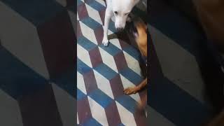 Husky Mix dog vs kombai puppy shorts [upl. by Ardnahsal162]