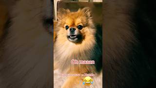 TALKING DOG BUSTED shorts funny talkingdog funnydogs puppy [upl. by Taddeusz]