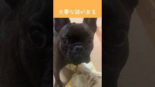 大事な話があるらしい。フレンチブルドッグ frenchbulldog [upl. by Sharyl]