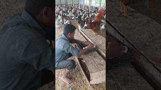 Chicken egg laying house design chicken egg house design [upl. by Sherl]