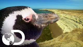 Parejas de pingüinos se reencuentran cada 6 meses  Latinoamérica salvaje  Discovery Latinoamérica [upl. by Lin961]