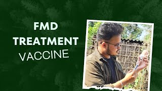 Foot and Mouth Disease  Treatment Vaccination  FMD [upl. by Nylg5]