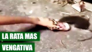 Rata Muerde a Joven por Patearla  VÍDEO VIRAL 2016 [upl. by Ardnalak]