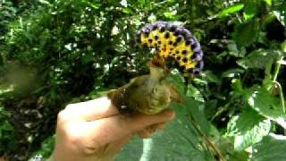 Royal Flycatcher female [upl. by Kolodgie]