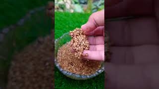 Do you know this method of planting coriander dhaniya coriander seeds mominkitchentogarden♥️🌱🌴 [upl. by Avek]