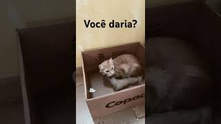 Gatos dublagem subscribe humor shortvideos animaisdivertidos [upl. by Hodess]