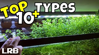 TOP 10  More Types of Unusual Floating Aquarium Plants NO Substrate Plants [upl. by Henn830]