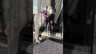 Birdie’s progress lately greatdane rescuepup rescuedog dogtraining bestfriend [upl. by Illa]