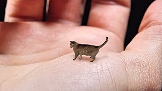 Worlds Smallest Cat  Cute Tiny and Mean [upl. by Rianna5]