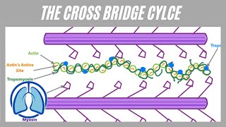 Cross Bridge Cycle Made Simple [upl. by Adlanor]