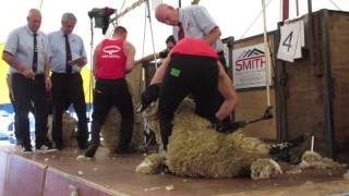 Lesmahagow Show 2016 Sheep Shearing Senior semi final  WATCH IN HD [upl. by Ybor]