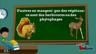 Besoins nutritifs des animaux [upl. by Alrahc]