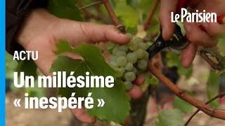 Dans le Bordelais des vendanges «extrêmement précoces» à cause des fortes chaleurs [upl. by Yerroc]