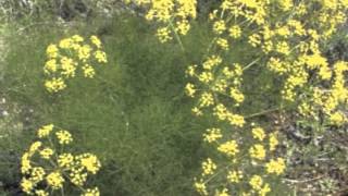 Foeniculum vulgare Smokey Bronze Fennel [upl. by Abeh]