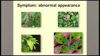 Guidelines for Diagnosing Plant Problems [upl. by Aymik]