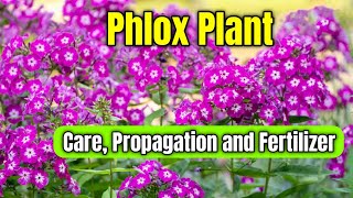 How to Grow and Care Phlox Flower Plant  Phlox Plant Care Propagation and Fertilizer [upl. by Slaohcin]