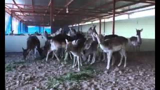 Interest in breeding wild animals in Kurdistan [upl. by Ennayhs719]