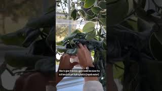 What do curled plant leaves mean [upl. by Boni]