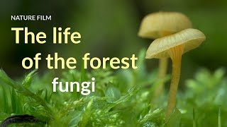 The life of the forest Fungi [upl. by Eynahpets]