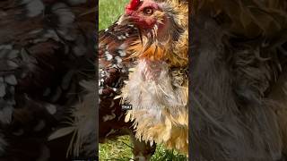 Feathers everywheremolting chickens moltingchickens [upl. by As]