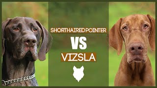 GERMAN SHORTHAIRED POINTER VS VIZSLA [upl. by Seem]