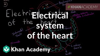 Electrical system of the heart  Circulatory system physiology  NCLEXRN  Khan Academy [upl. by Ylecara]