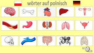 polnisch lernen  körperteile auf polnisch [upl. by Eillek544]