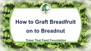 How to Graft Breadfruit onto Breadnut [upl. by Oironoh]