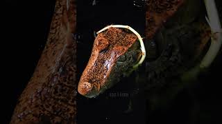 Floki the Cuviers Dwarf Caiman share reptiles trending shorts subscribe follow new best [upl. by Uranie]