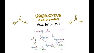 Disorders of the Urea Cycle  CRASH Medical Review Series [upl. by Chloe256]