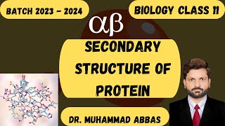 secondary structure of protein [upl. by Ailis]