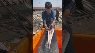 Professional conger eel cutting [upl. by Fish]