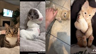 WHOLESOME CAT TIKTOK COMPILATION  TIKTOK COMPILATION 2020 [upl. by Miarzim]