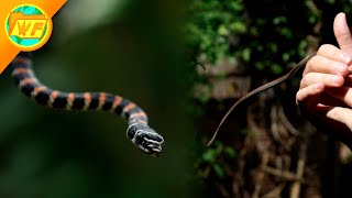 Flying Snake GLIDES Out of My Hand [upl. by Nedrud]