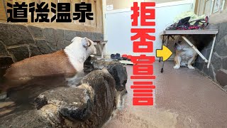 トリミングテーブルの下で籠城！温泉入浴断固拒否する愛犬が可愛すぎた（笑） [upl. by Mouldon]