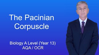 A Level Biology Revision Year 13 quotThe Pacinian Corpusclequot [upl. by Anneyehc921]