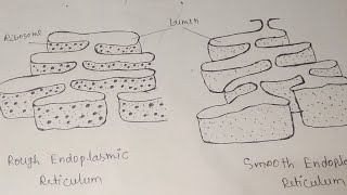 Rough And Smooth Endoplasmic Reticulum। endoplasmic reticulum diagram।endoplasmicreticulum diagram [upl. by Pappano]