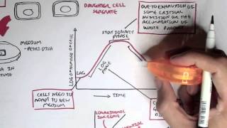 Microbiology  Bacteria Growth Reproduction Classification [upl. by Jordanson]