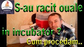 Ce se întîmplă dacă racim ouale in incubator [upl. by Sebastian69]