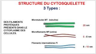 Comprendre les Structures et Fonctions du Cytosquelette Biologie Cellulaire  Partie 4 [upl. by Esther]