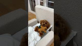 it’s bath time puppy poodle asmr pets viral funny dog doglife [upl. by Aceber]