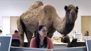 GEICO Hump Day Camel Commercial Happier than a Camel on Wednesday [upl. by Anoel]