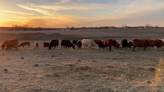 Unrolling Hay Bales VS Hay Ring Feeders For Cattle [upl. by Culberson]