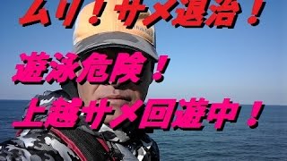 【ショアジギング】サメ出現！遊泳注意！2016年11月！！ [upl. by Ahsiuqet]