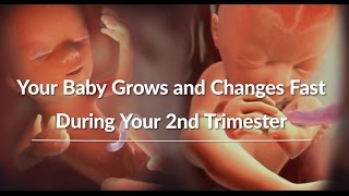 Your Growing Babys Changes Through the Second Trimester  WebMD [upl. by Lemay]